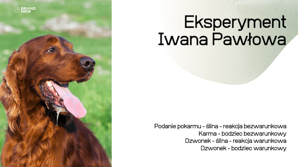 neuroplastyczność