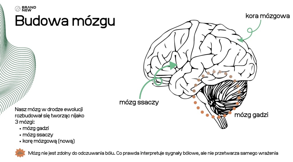 Anatomia mózgu