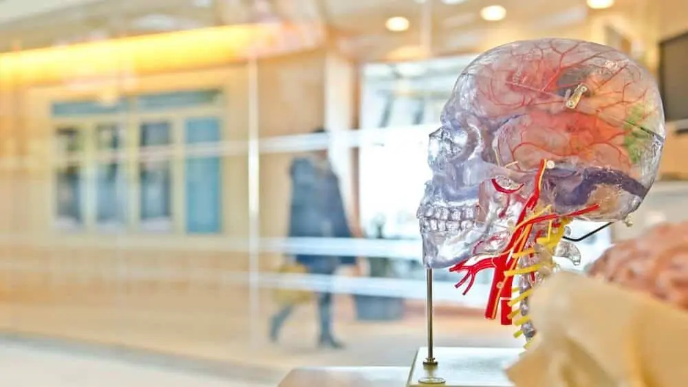 neuroplastyczność